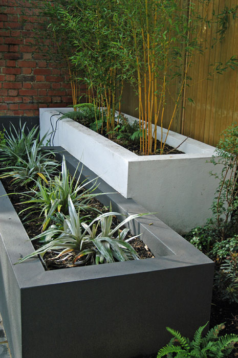 Staggered beds with Astelia and Bamboo